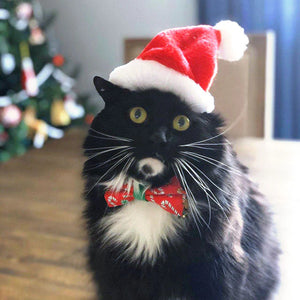 MADE BY CLEO Cat Santa Hat