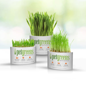 PET GREENS Self-Grow Cat Grass Kit Organic Wheat Grass
