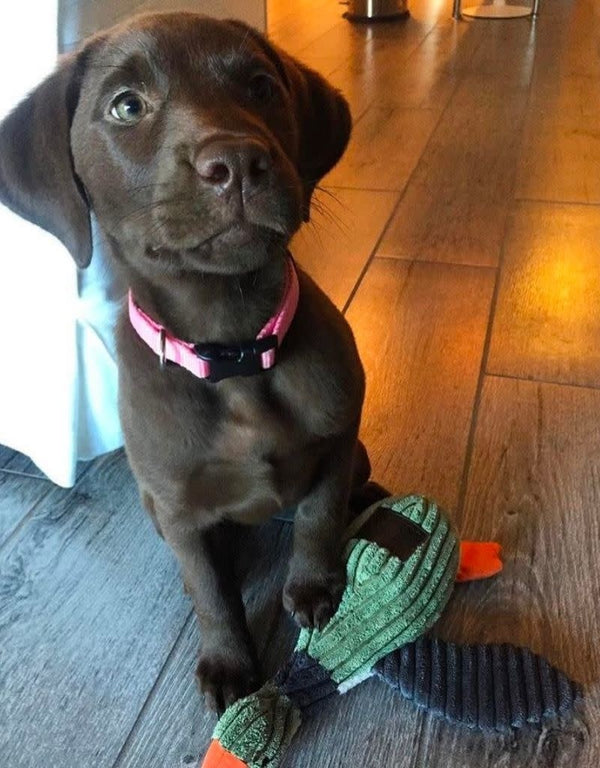 TALL TAILS Dog Squeaker Duck