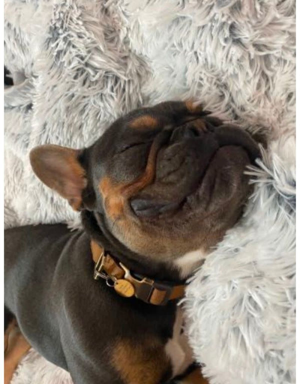 TALL TAILS Waterproof Blanket Grey 40X60