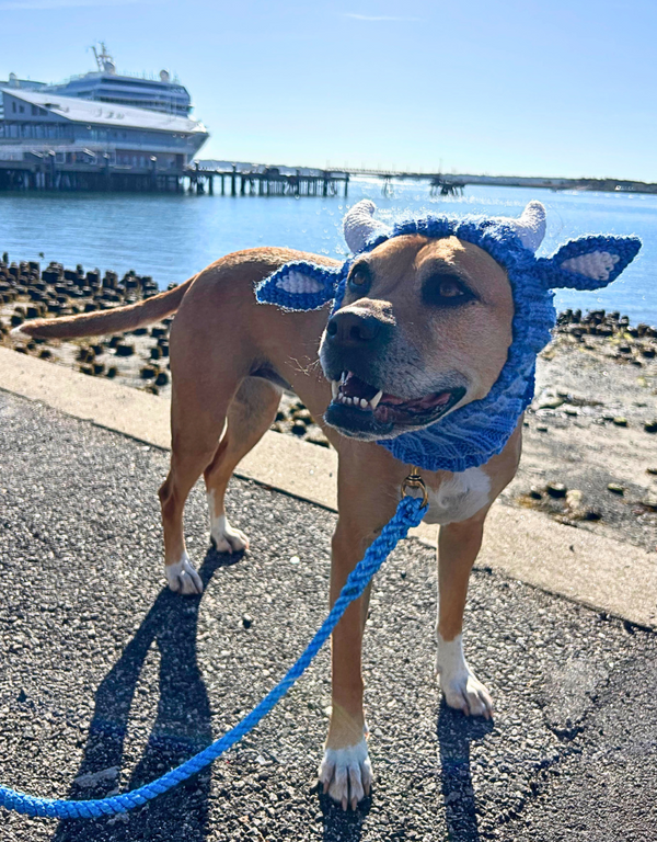 ZOO SNOODS Blue Ox