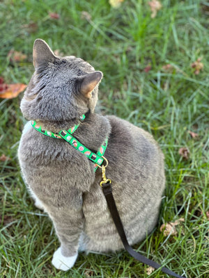 UP COUNTRY Cat Harness Set Sushi