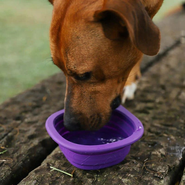 ZEE.DOG Go Bowl Peak